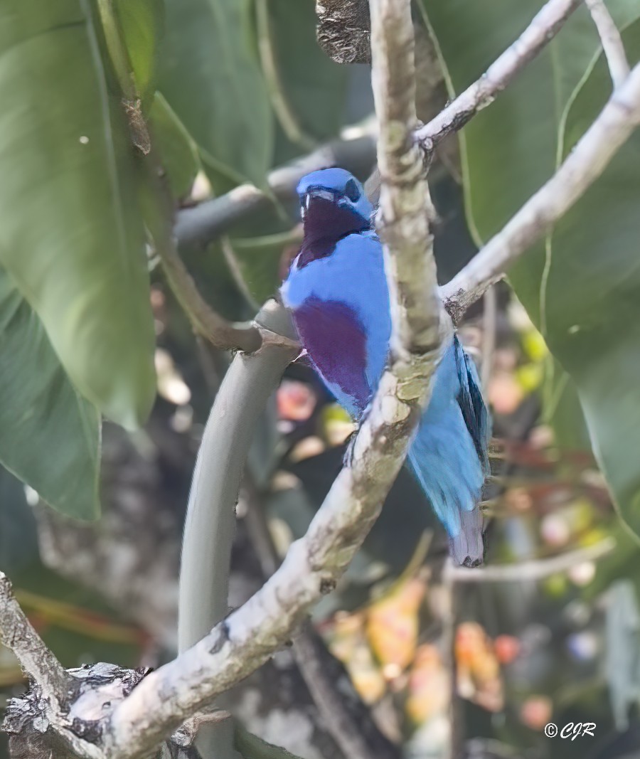Turquoise Cotinga - ML635898890