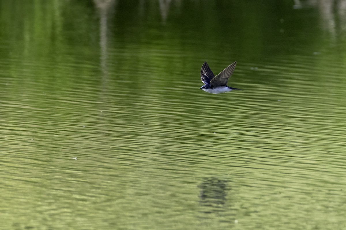 Tree Swallow - ML635898921