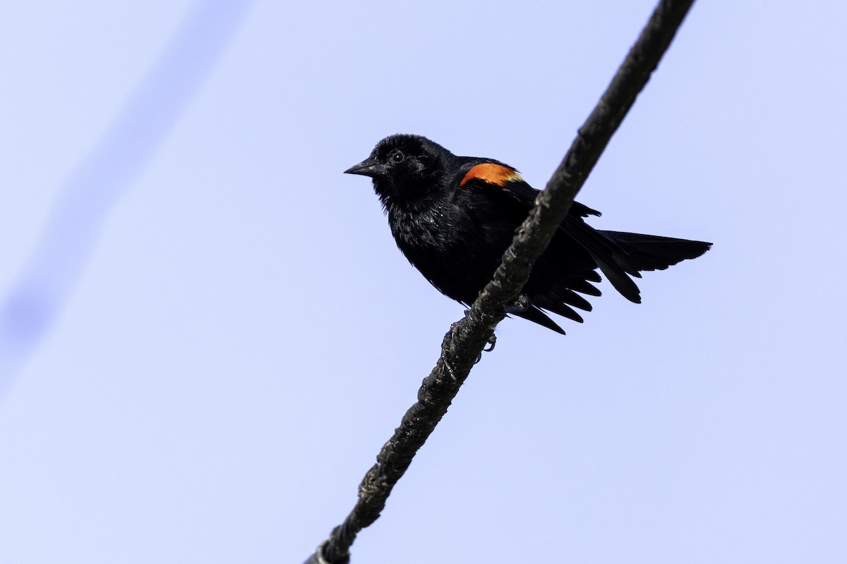Red-winged Blackbird - ML635898934