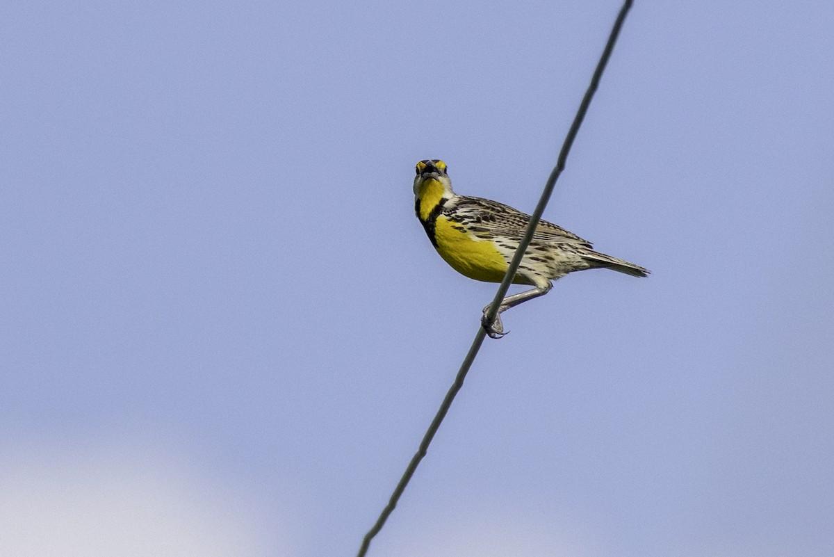 Eastern Meadowlark - ML635898940
