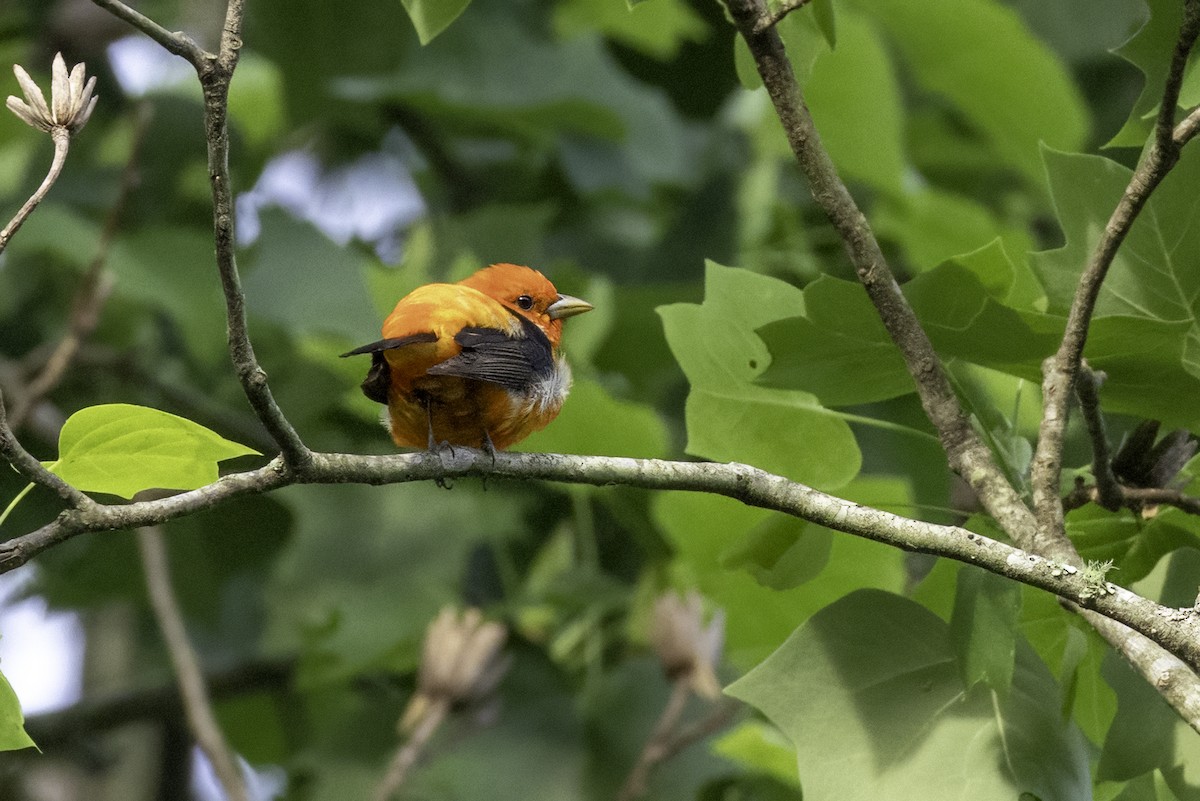 Scarlet Tanager - ML635899060