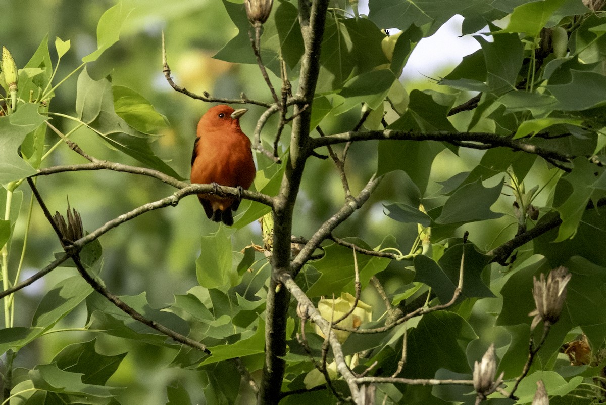 Scarlet Tanager - ML635899061