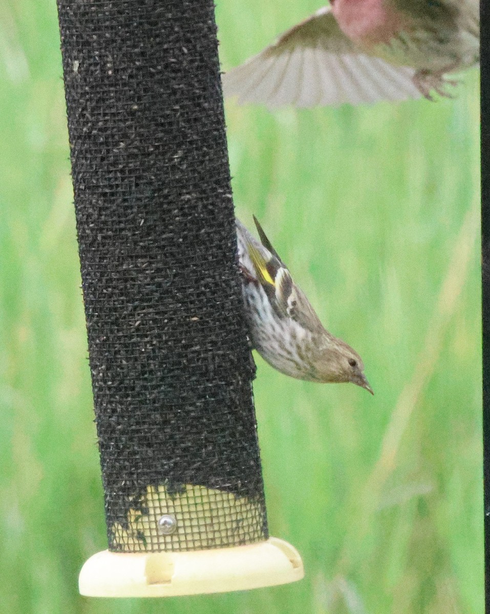 Pine Siskin - ML635899070