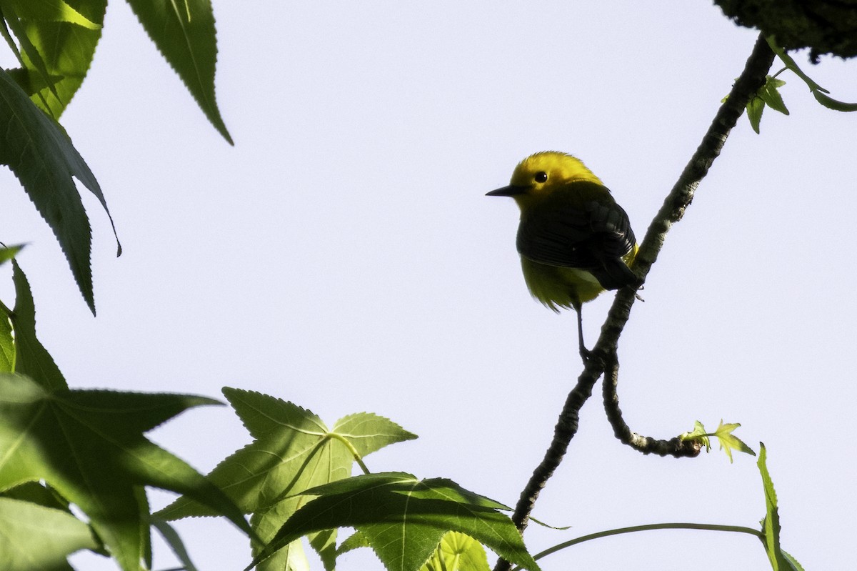 Prothonotary Warbler - ML635899071