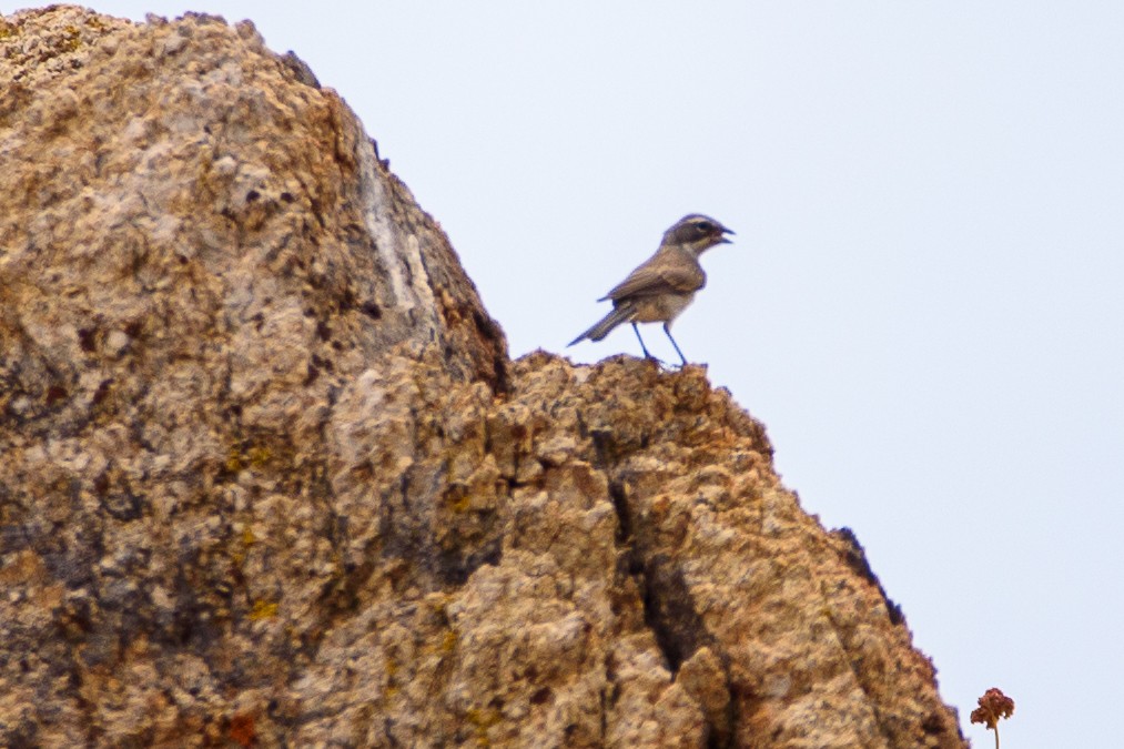 Black-throated Sparrow - ML635899091