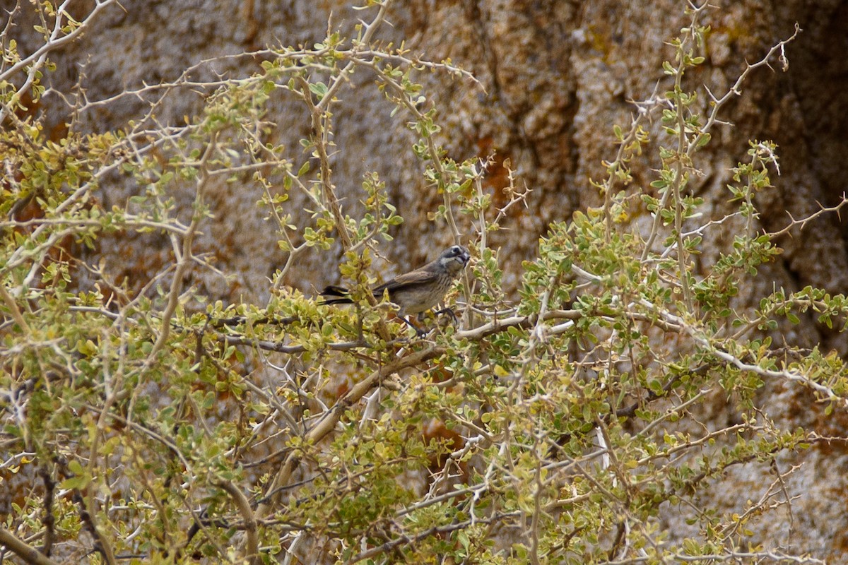 Black-throated Sparrow - ML635899092