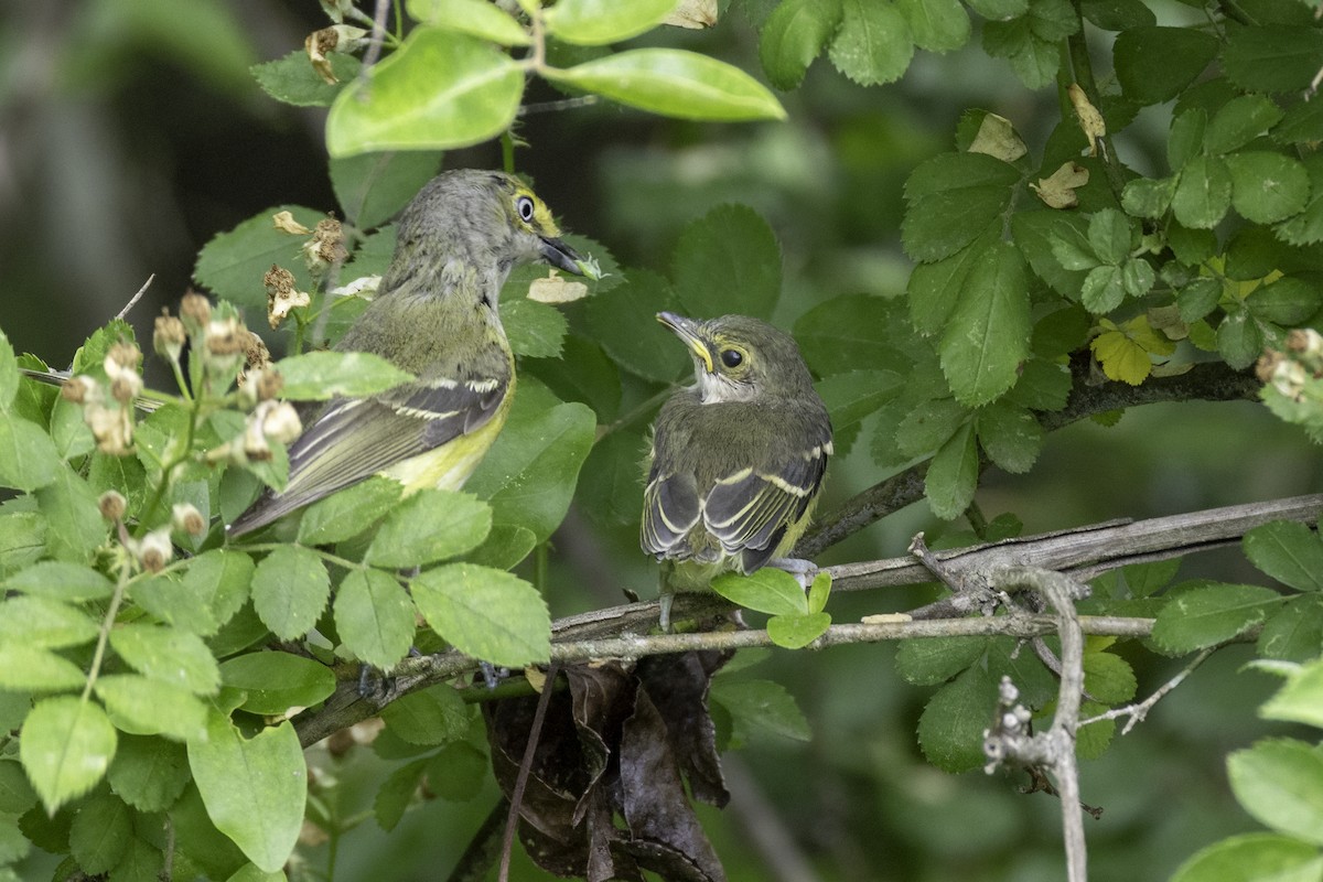 White-eyed Vireo - ML635899133