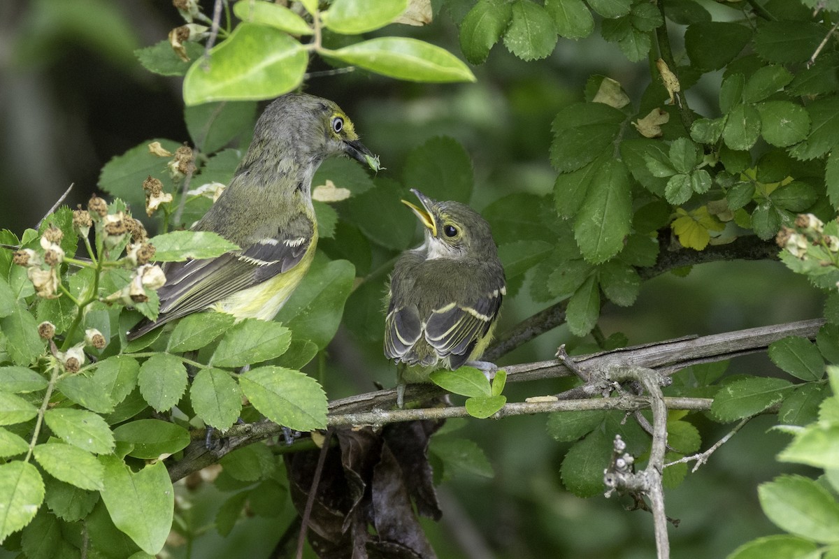 White-eyed Vireo - ML635899134