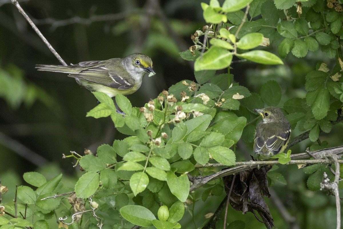 White-eyed Vireo - ML635899135