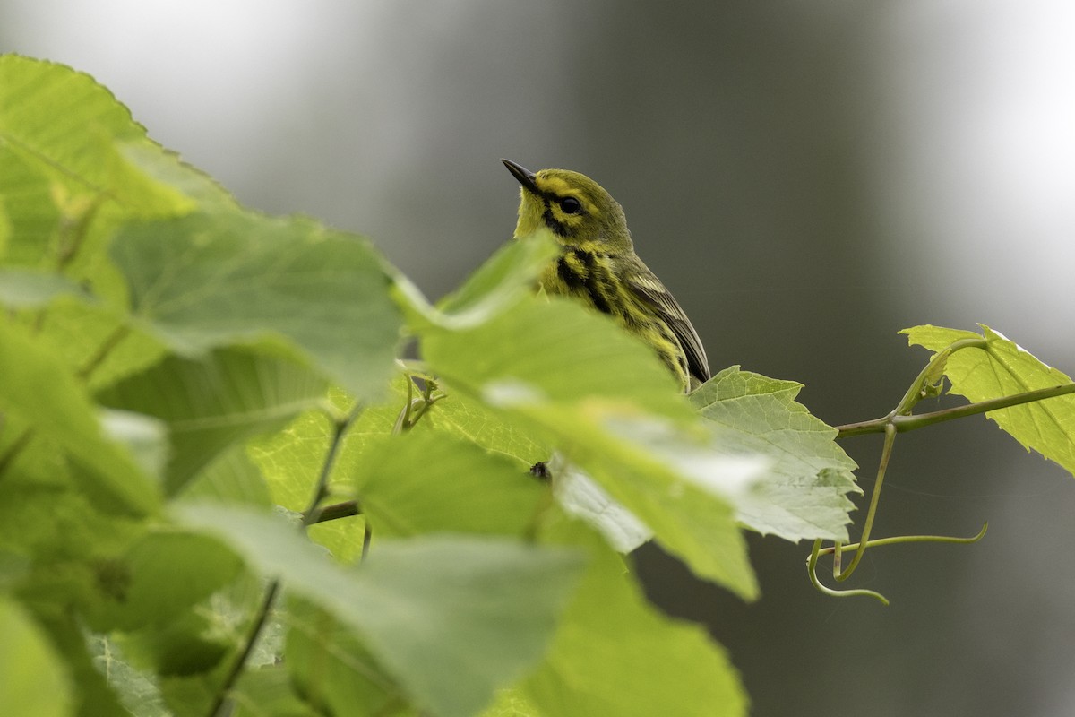Prairie Warbler - ML635899159