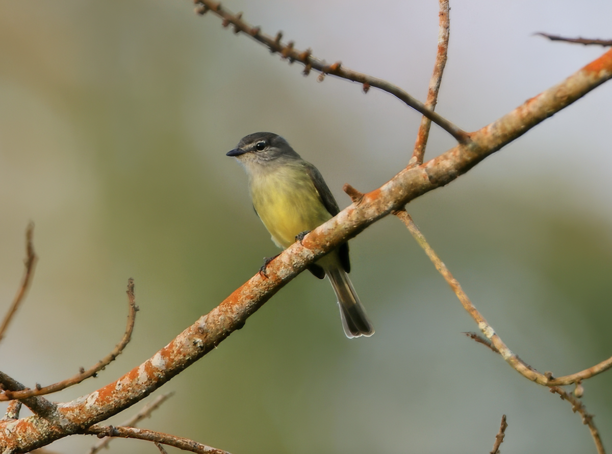 Sooty-headed Tyrannulet - ML635899237