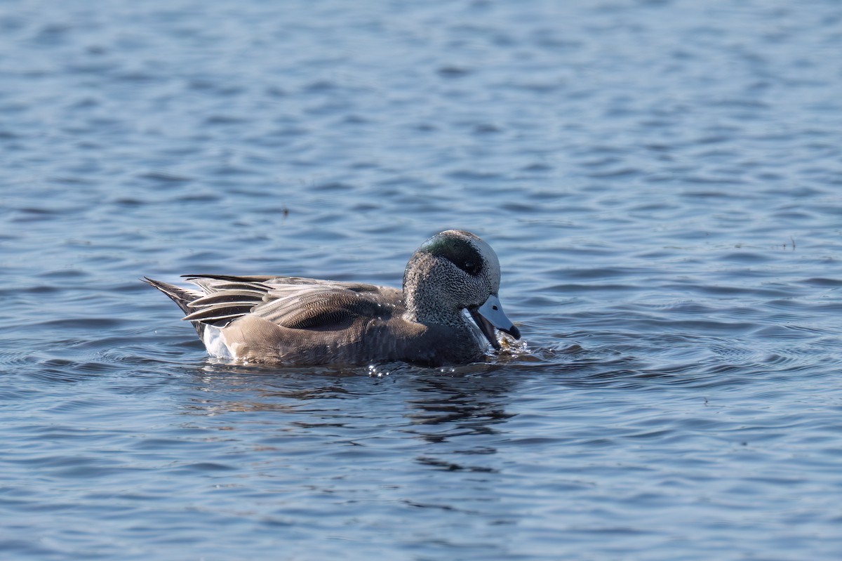 American Wigeon - ML635899355