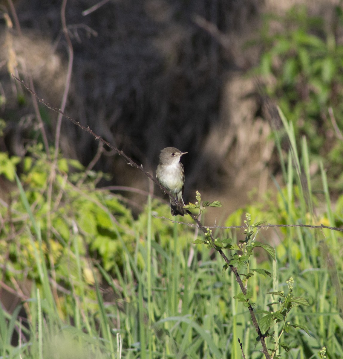 Willow Flycatcher - ML635899452