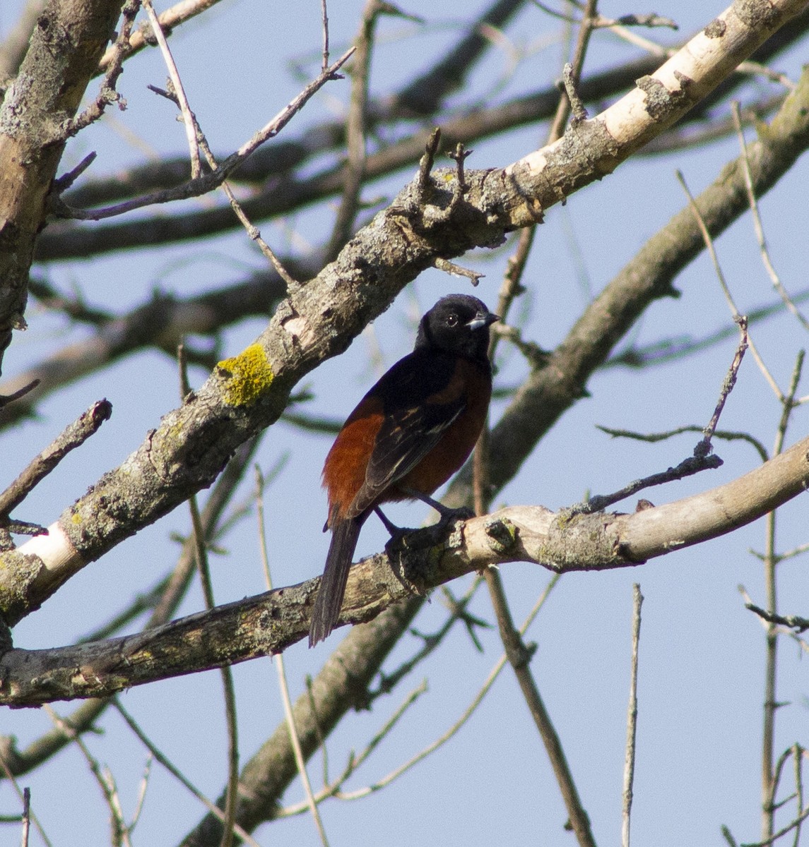 Orchard Oriole - ML635899461