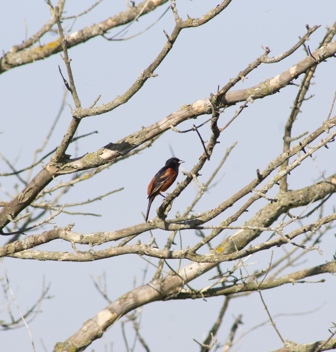 Orchard Oriole - ML635899462