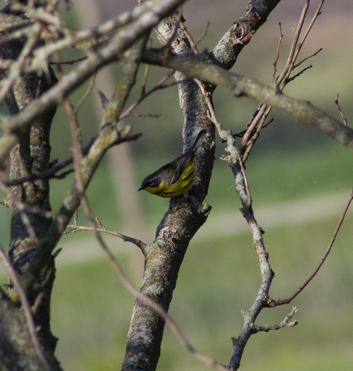 Magnolia Warbler - ML635899474