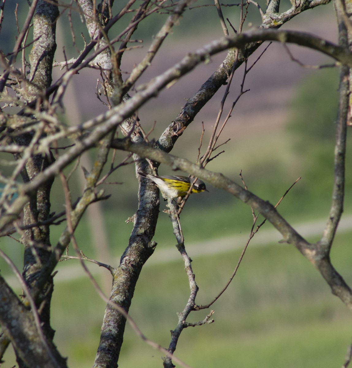 Magnolia Warbler - ML635899475