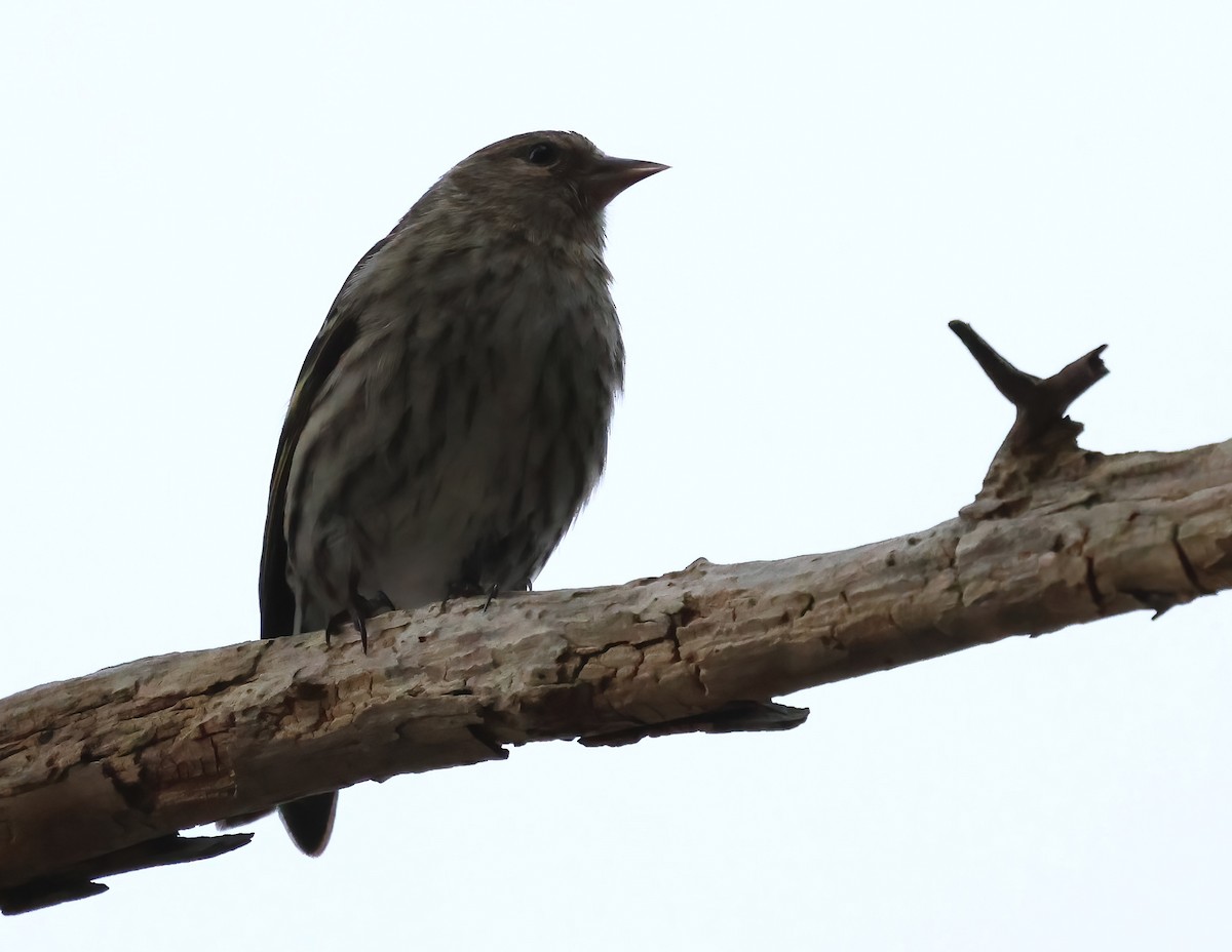 Pine Siskin - ML635899477
