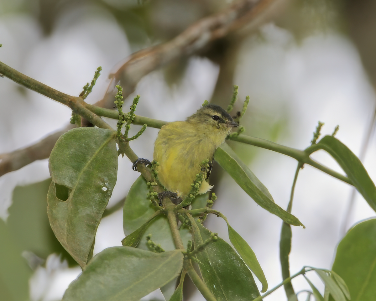 Black-capped Tyrannulet - ML635899488