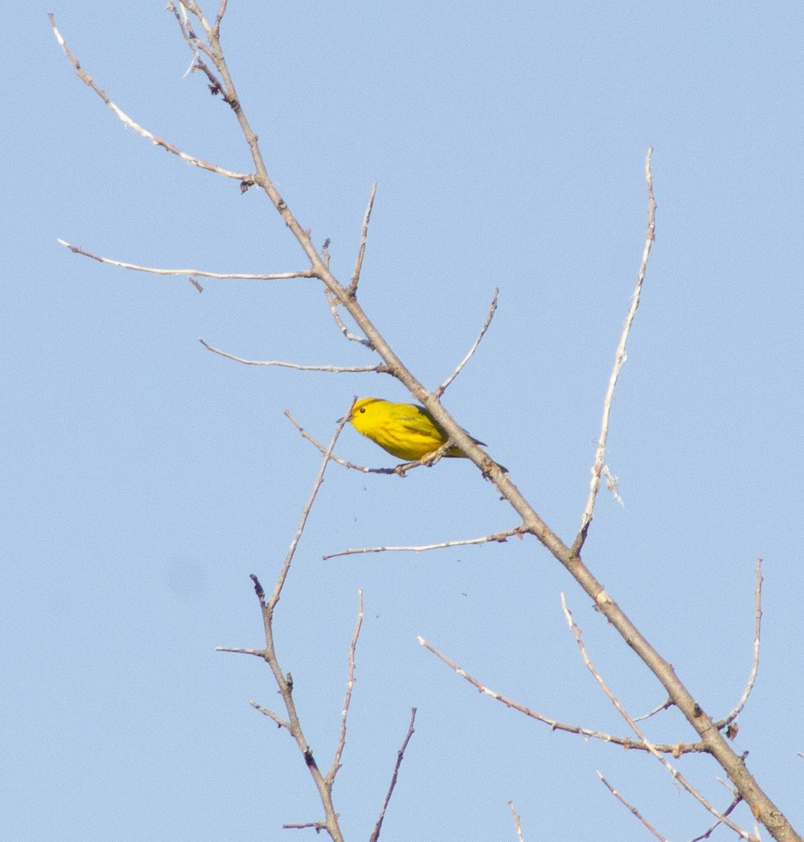 Yellow Warbler - ML635899489