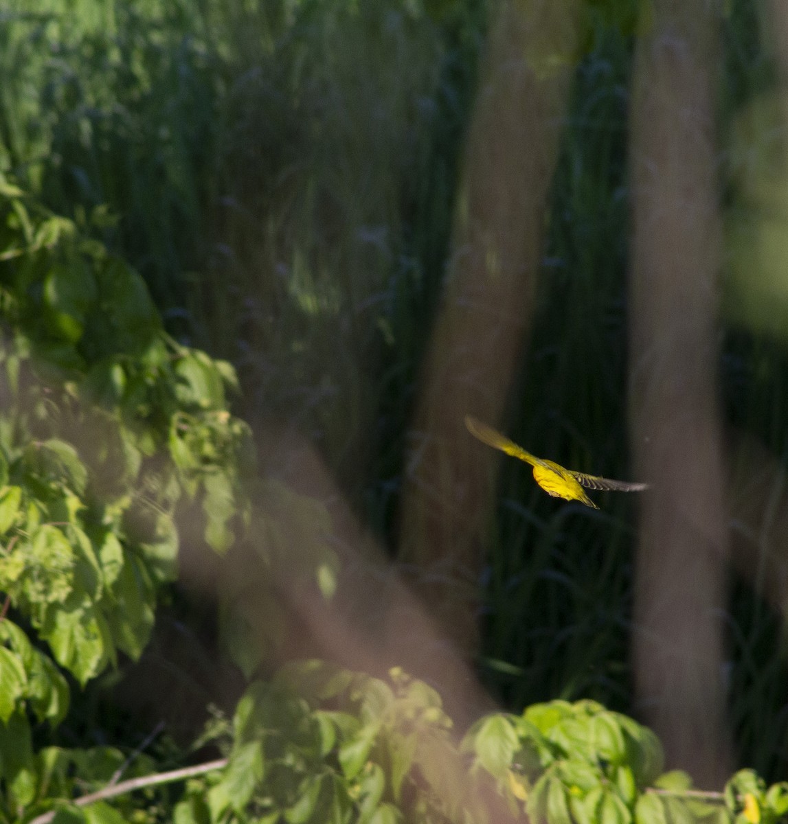 Yellow Warbler - ML635899490