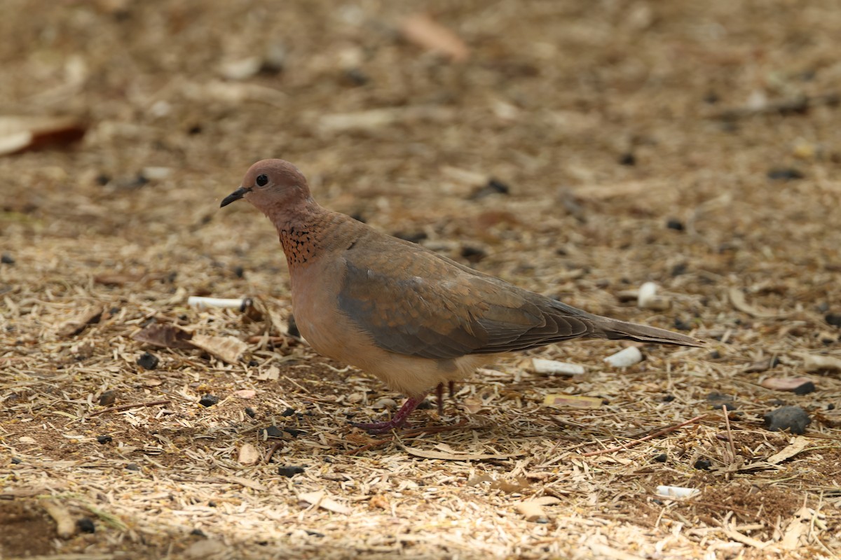 Tortora delle palme - ML635899623