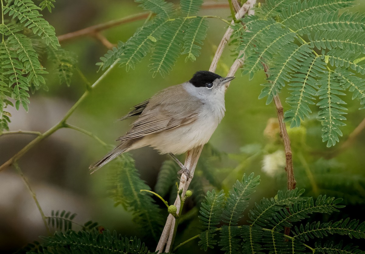 Capinera - ML635899641