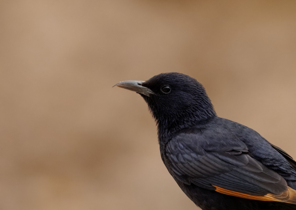 Tristram's Starling - ML635899661