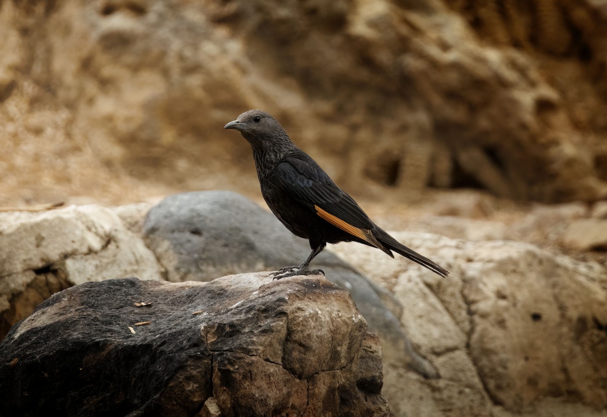 Tristram's Starling - ML635899662
