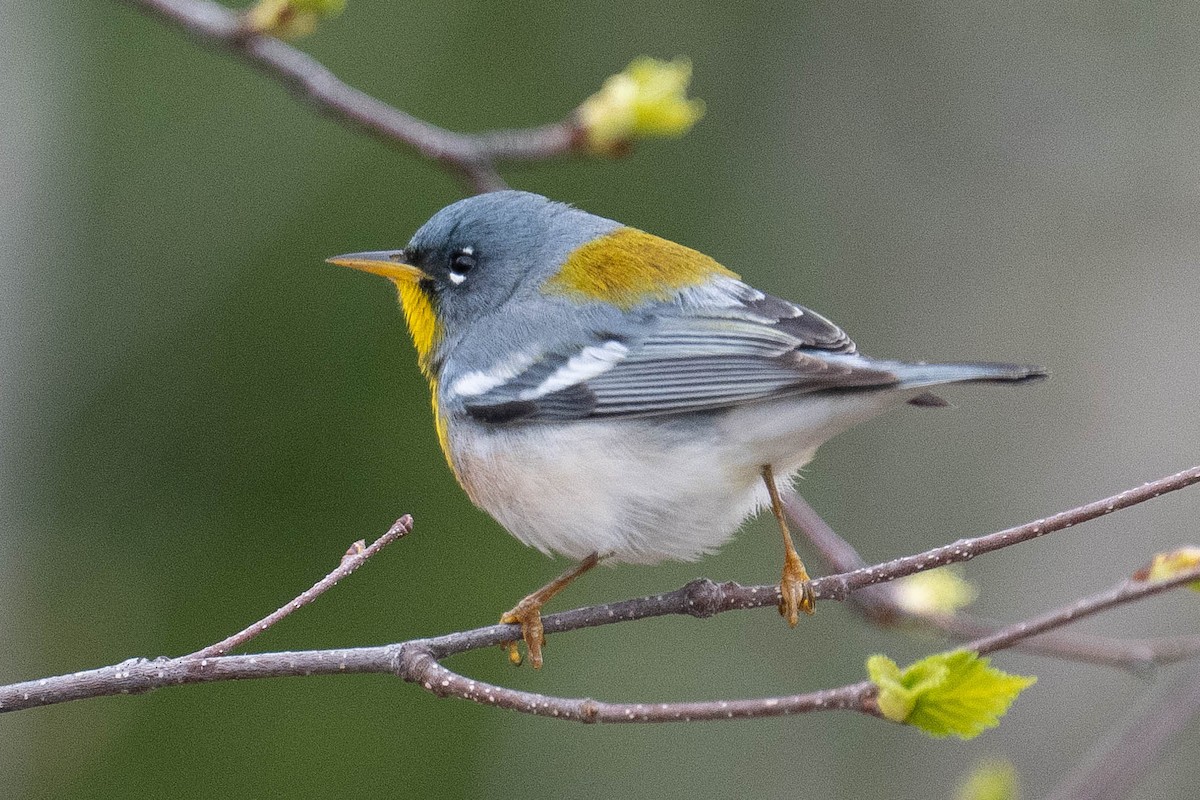 Northern Parula - ML635899673