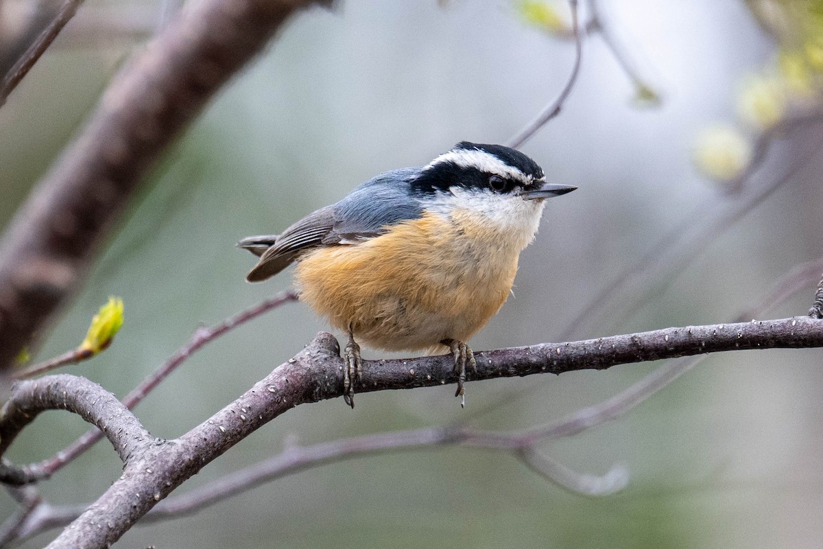 Red-breasted Nuthatch - ML635899683