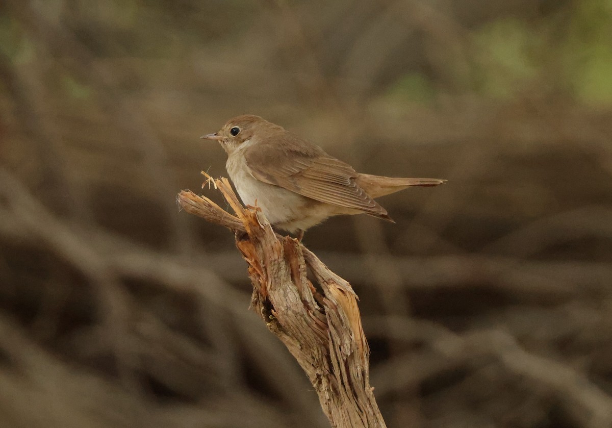 Usignolo - ML635899710