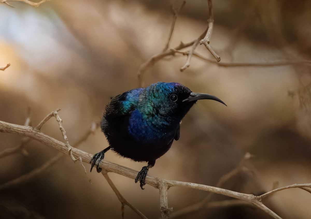 Palestine Sunbird - ML635899717