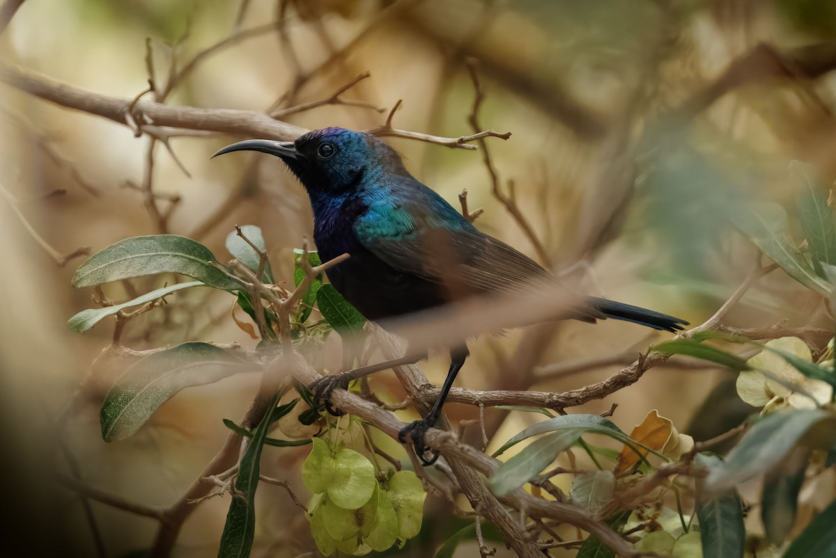 Palestine Sunbird - ML635899718