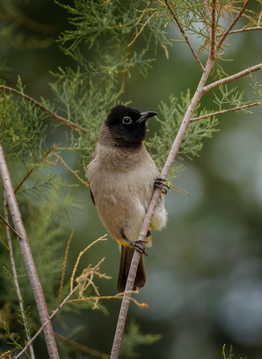 White-spectacled Bulbul - ML635899741