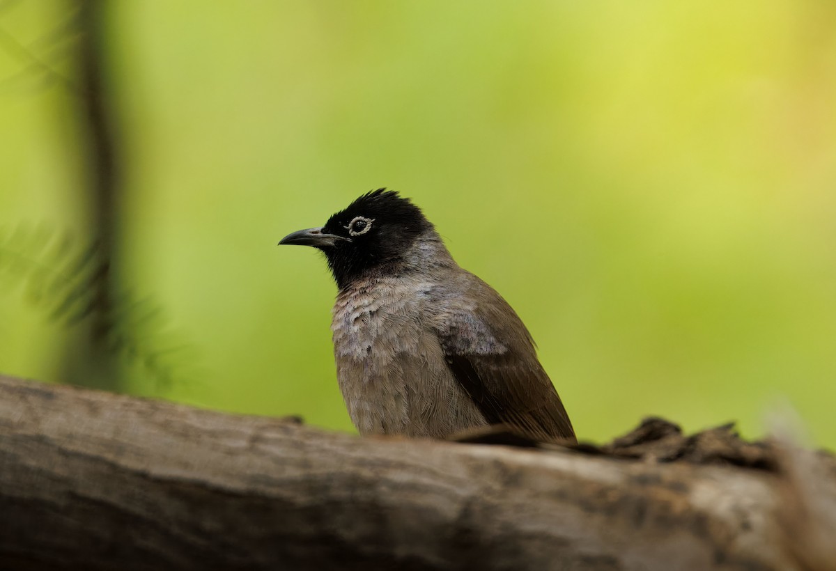 White-spectacled Bulbul - ML635899742