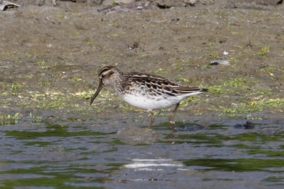Broad-billed Sandpiper - ML635899868