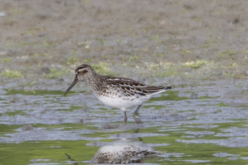 Broad-billed Sandpiper - ML635899869