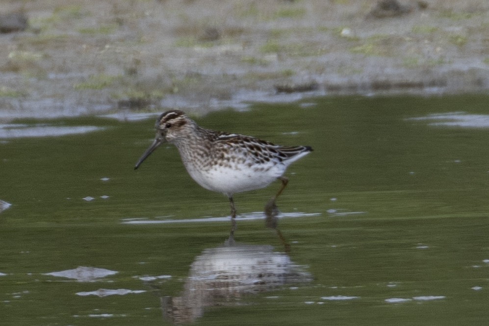 Broad-billed Sandpiper - ML635899870