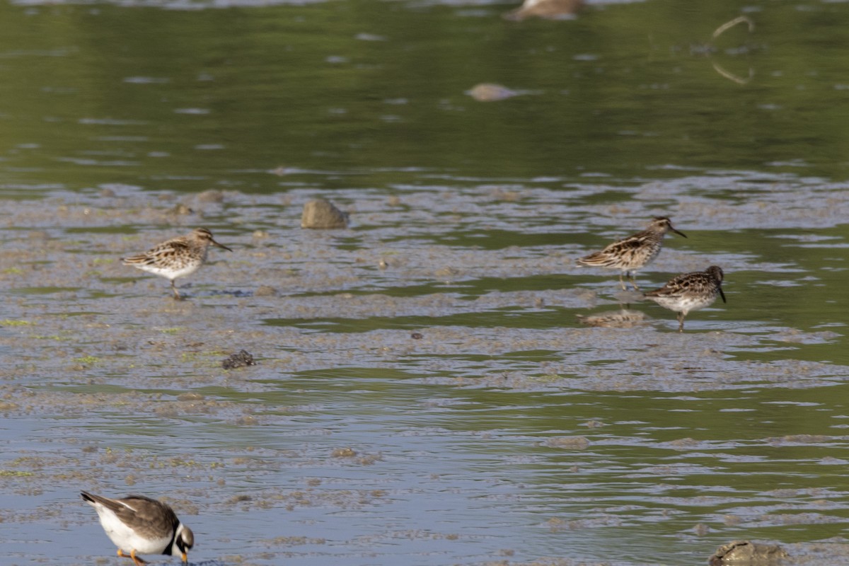 Broad-billed Sandpiper - ML635899871