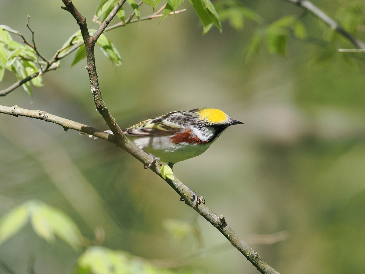 Chestnut-sided Warbler - ML635899989