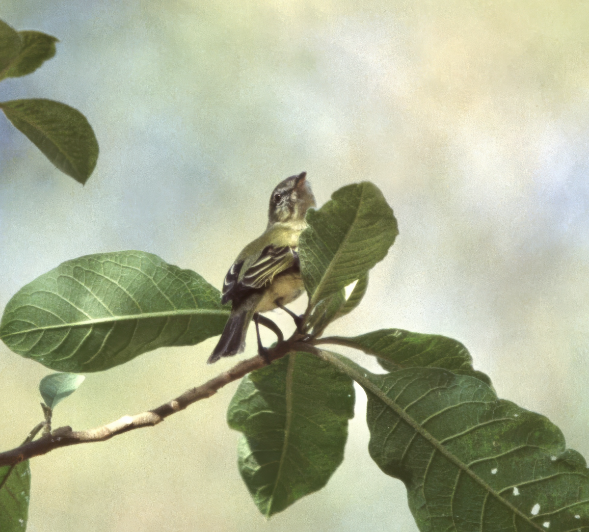 Rough-legged Tyrannulet - ML635900031
