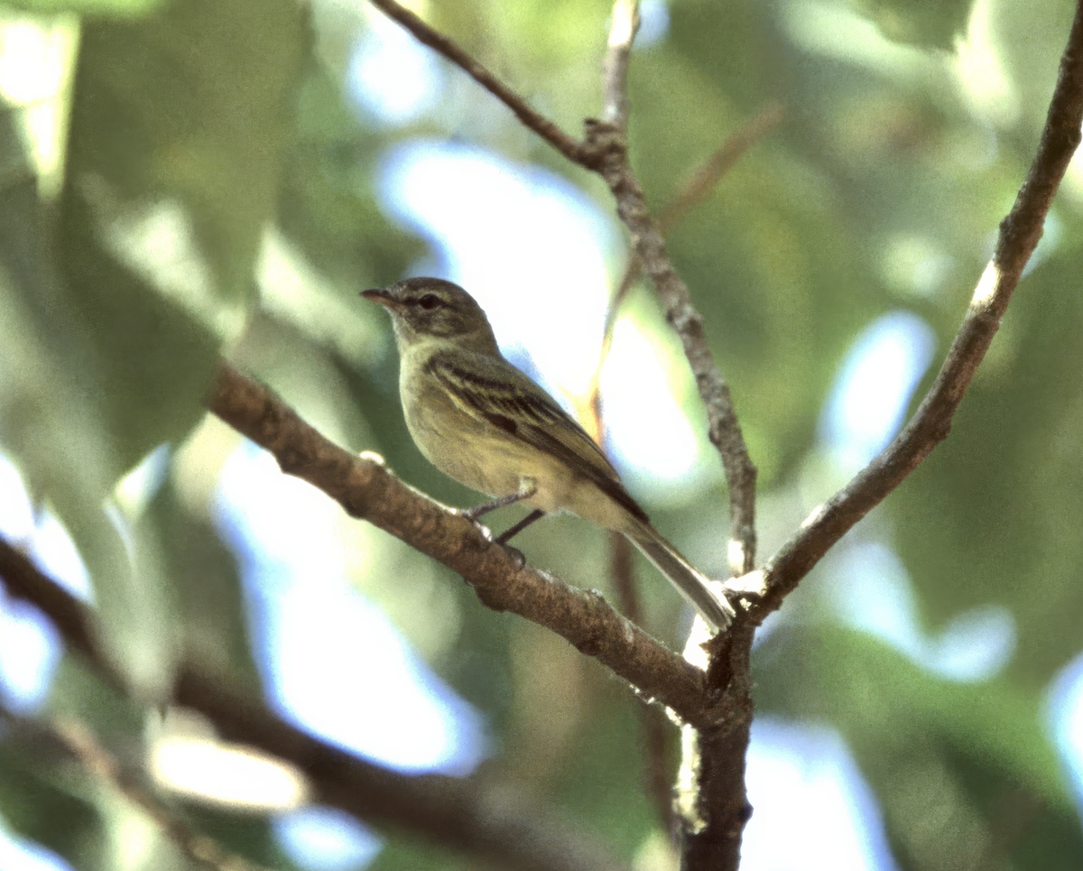 Rough-legged Tyrannulet - ML635900033
