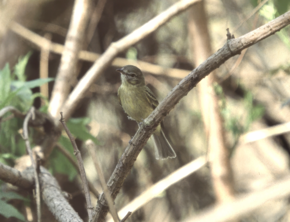 Rough-legged Tyrannulet - ML635900034