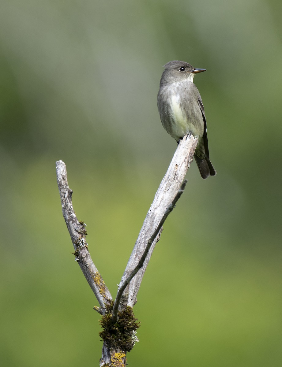 Olive-sided Flycatcher - ML635900041