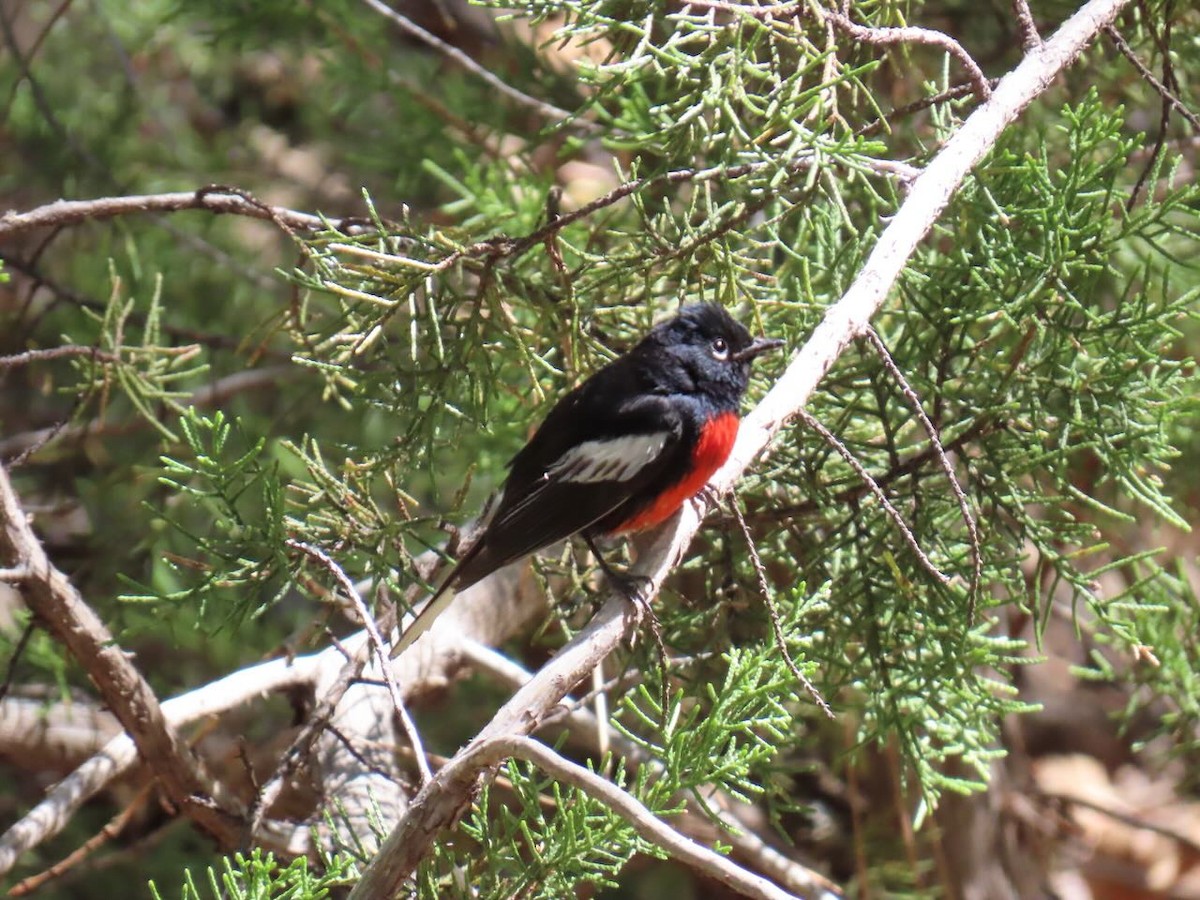 カタジロアメリカムシクイ - ML635900062