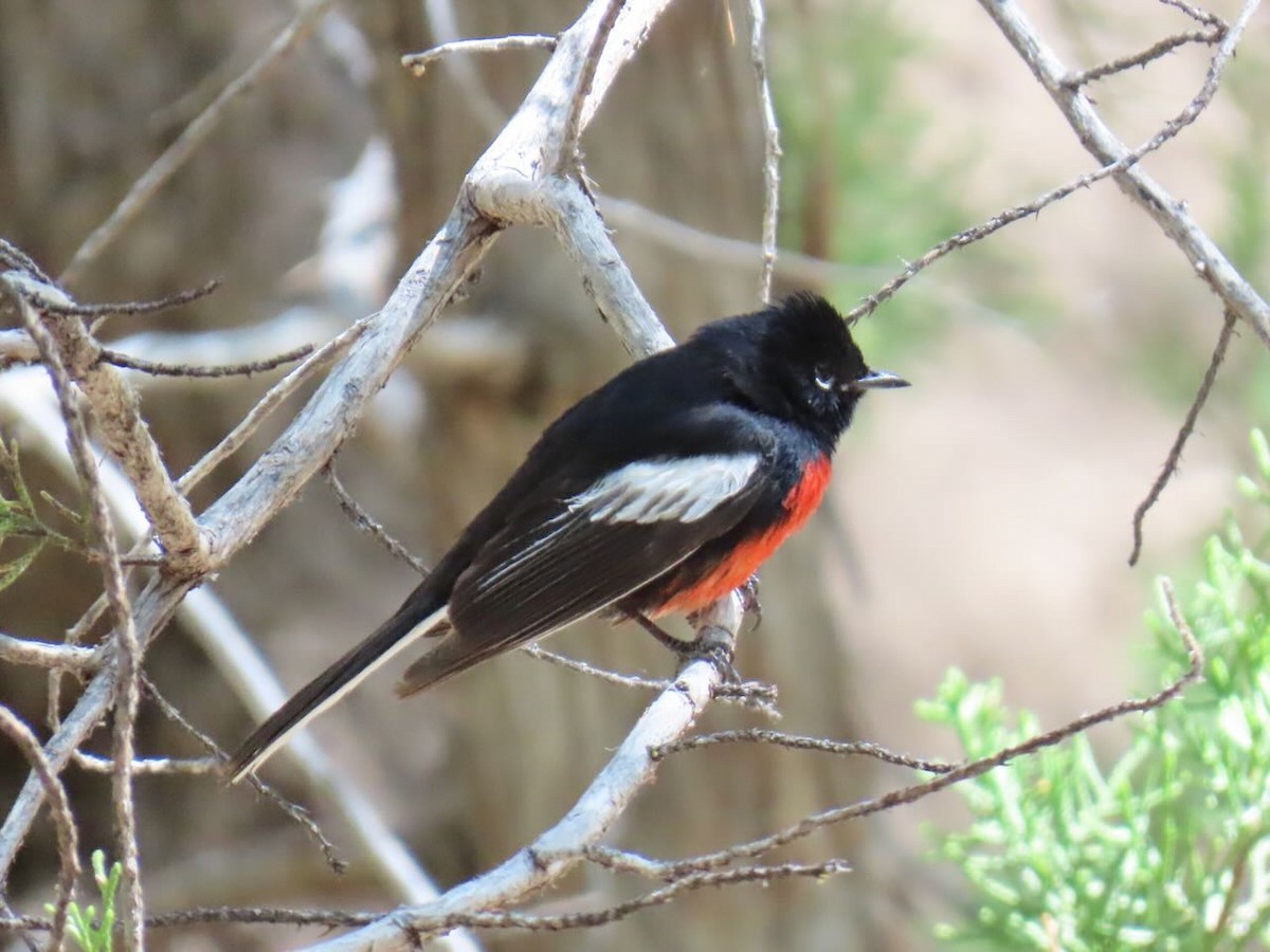 カタジロアメリカムシクイ - ML635900063