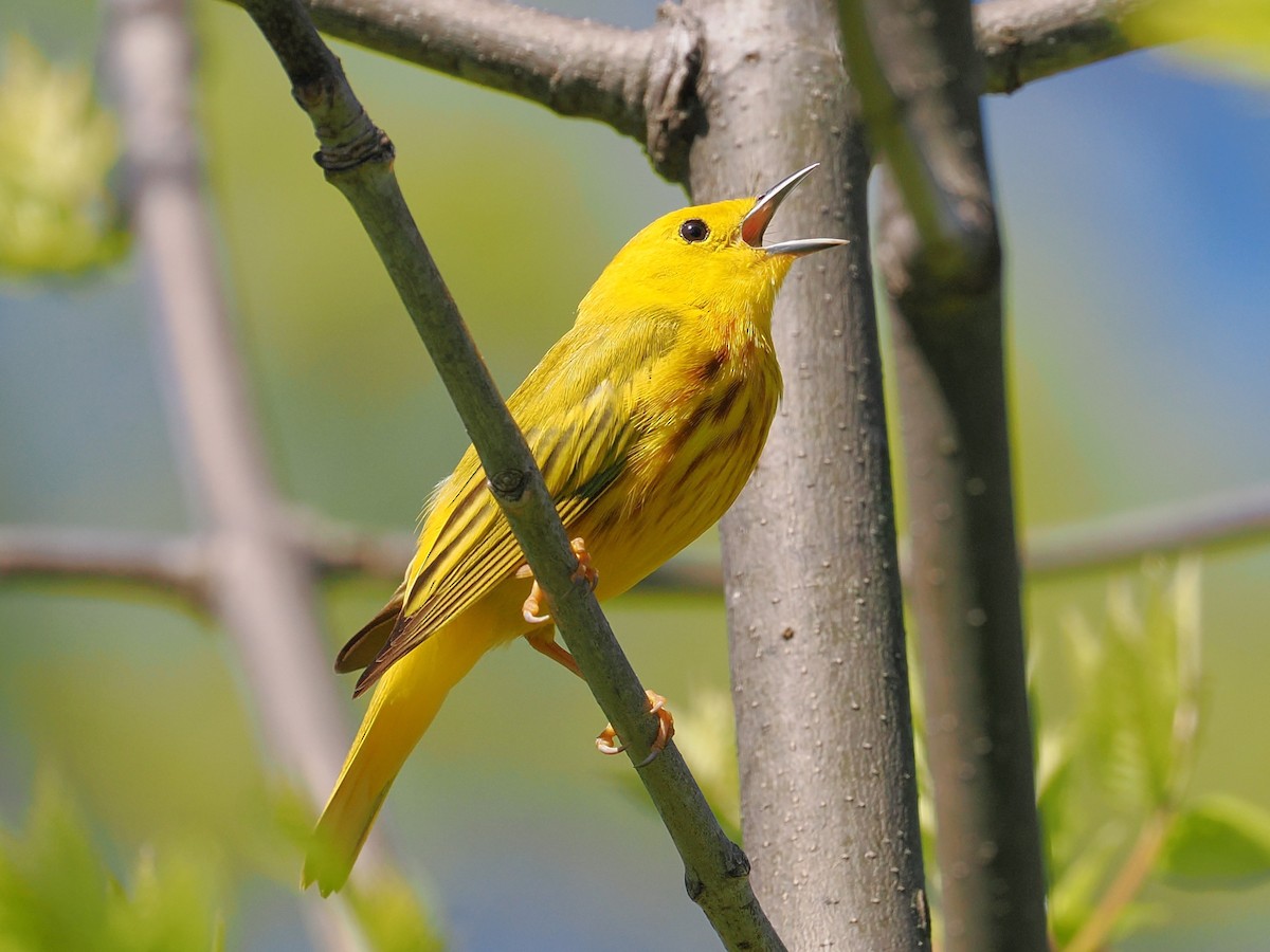 Yellow Warbler - ML635900069