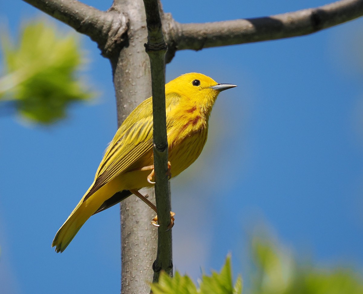 Yellow Warbler - ML635900072