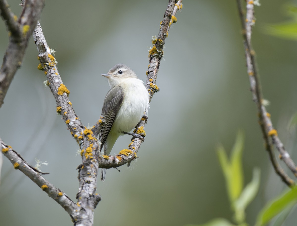Western Warbling Vireo - ML635900119